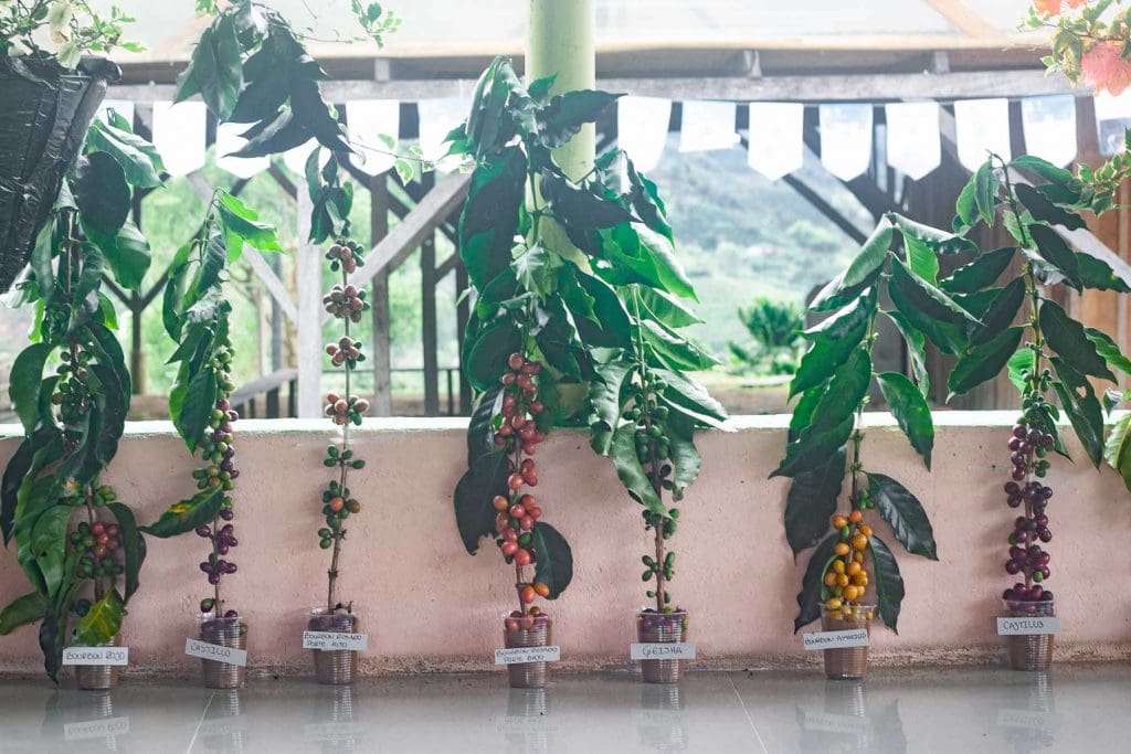 RODRIGO SANCHEZ PASSION FRUIT CO FERMENTED WASHED - Görsel 4